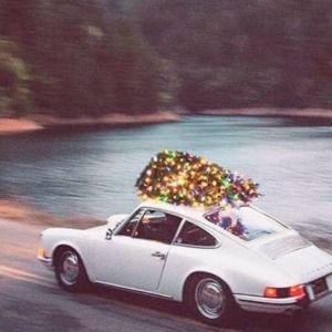 Meet your Posher, Ginger